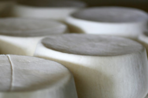 Monzitta_Fiori-formaggi_05-ricotta