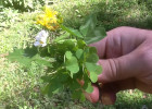 Monzitta_Fiori-nutrizione_02