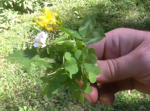 Monzitta_Fiori-nutrizione_02