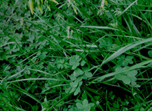 Erba_1