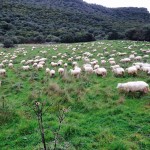 Abitudini, comportamento e preferenze delle pecore
