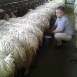 La mungitura delle pecore a mano “parte 1″