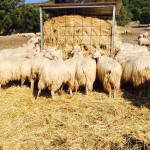 Pastorizia allo stato dell’arte