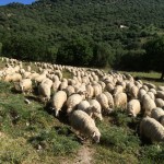 Eppure sembravano tutte uguali