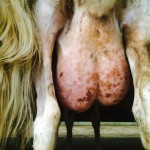 In alternativa le cure naturali
