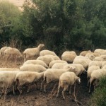 La “preparazione all’asciutta”