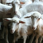 La pecora Sarda, il nostro futuro