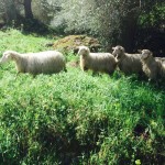 Salvare la pastorizia per salvare l’identità del popolo sardo