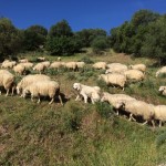 I benefici del latte prodotto da animali al pascolo: gli acidi grassi essenziali